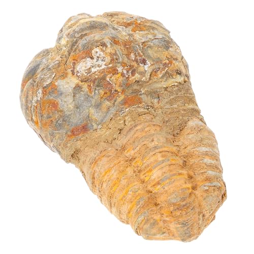Ciieeo Trilobiten- Trilobitfigur Trilobiten-Modell Trilobit-Probe Dekorationsstudent Unterricht Trilobiten-Exemplar Trilobiten-Schwanzschmuck Stein Ciieeo Trilobiten- Trilobitfigur Trilobiten-Modell Trilobit-Probe Dekorationsstudent Unterricht Trilobiten-Exemplar Trilobiten-Schwanzschmuck Stein von Ciieeo