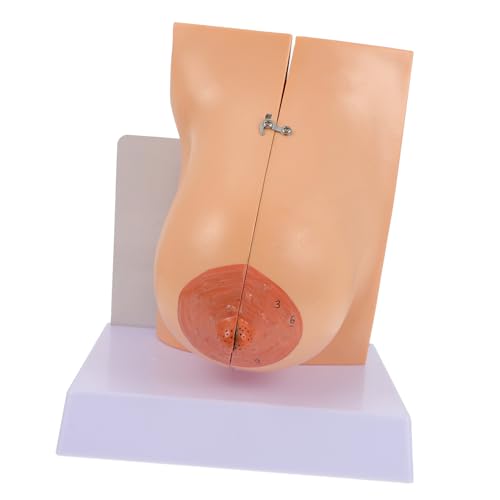 Ciieeo Weibliches Brustmodell Anatomisches Lehrmodell Flexibles Design Medizinische Ausbildung Pflege Physiologie Unterricht von Ciieeo