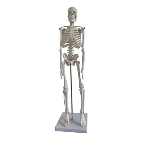 Ciieeo menschliches Skelettmodell PVC-Skelettmodell menschliche Anatomie Mini-Skelett-Anatomiemodell Skelett für Anatomie klein Simulationsskelettmodell menschliches Skelettsystem Weiß von Ciieeo