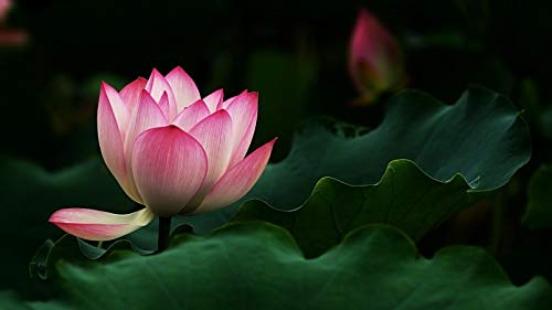 ClassicJP 1000 Stück Puzzles Jigsaw Für Kid Erwachsenes Lotus Verlässt Rosa Blume Puzzle DIY Spiel ClassicJP 1000 Stück Puzzles Jigsaw Für Kid Erwachsenes Lotus Verlässt Rosa Blume Puzzle DIY Spiel von ClassicJP