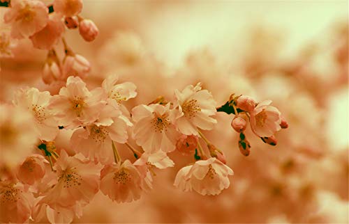 ClassicJP 1000 Teile Puzzle Kirschblüte, Frühling, Blüte Für Erwachsene Freunde ClassicJP 1000 Teile Puzzle Kirschblüte, Frühling, Blüte Für Erwachsene Freunde von ClassicJP