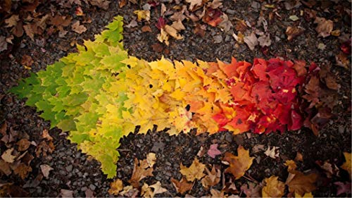 ClassicJP 1000 Teile Puzzles In Richtung Herbst Für Erwachsene Geschenk ClassicJP 1000 Teile Puzzles In Richtung Herbst Für Erwachsene Geschenk von ClassicJP