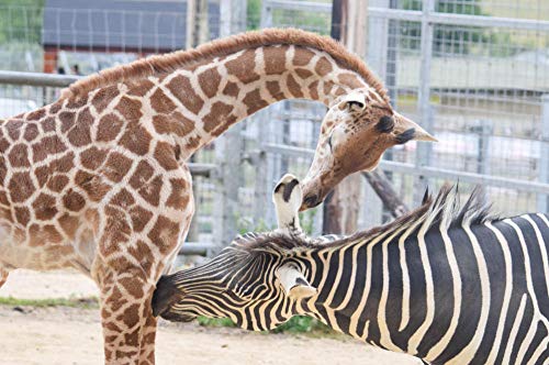 ClassicJP 1000-teiliges Puzzle Giraffen- und Zebratier Für Erwachsene Erwachsene Hobby Home Decoration DIY ClassicJP 1000-teiliges Puzzle Giraffen- und Zebratier Für Erwachsene Erwachsene Hobby Home Decoration DIY von ClassicJP