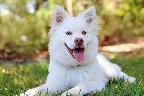 ClassicJP DIY Jigsaw 1000 Piece Hund, Der Sich Auf Gras Hinlegt Für Erwachsene Kinder & Freund Puzzle ClassicJP DIY Jigsaw 1000 Piece Hund, Der Sich Auf Gras Hinlegt Für Erwachsene Kinder & Freund Puzzle von ClassicJP