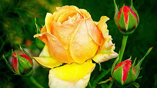 ClassicJP DIY Spiel Für Kind Erwachsene Spielzeug Geschenk Schöne Gelbe Rose Puzzle 1000Stück Puzzles ClassicJP DIY Spiel Für Kind Erwachsene Spielzeug Geschenk Schöne Gelbe Rose Puzzle 1000Stück Puzzles von ClassicJP