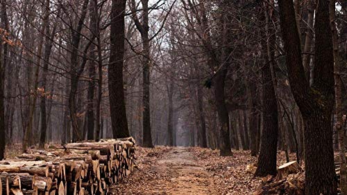 ClassicJP Für Erwachsene Puzzle 1000 Teile Bäume, Baum, Holz, Stamm, Natur Puzzle DIY Art ClassicJP Für Erwachsene Puzzle 1000 Teile Bäume, Baum, Holz, Stamm, Natur Puzzle DIY Art von ClassicJP