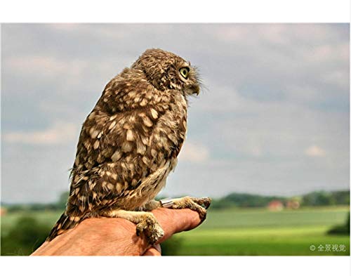 ClassicJP Für Erwachsene Puzzle 1000 Teile Eulenvogel Puzzle DIY Art ClassicJP Für Erwachsene Puzzle 1000 Teile Eulenvogel Puzzle DIY Art von ClassicJP
