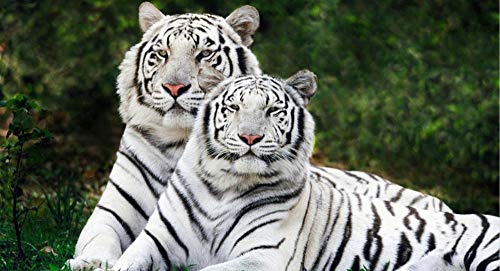 ClassicJP Für Erwachsene Puzzle 1000 Teile Tiger Tier Puzzle DIY Art ClassicJP Für Erwachsene Puzzle 1000 Teile Tiger Tier Puzzle DIY Art von ClassicJP