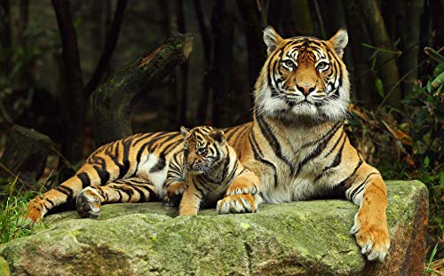 ClassicJP Für Erwachsene Puzzle 1000 Teile Tiger Tier Puzzle DIY Art ClassicJP Für Erwachsene Puzzle 1000 Teile Tiger Tier Puzzle DIY Art von ClassicJP