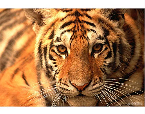 ClassicJP Für Erwachsene Puzzle Porträt des Sibirischen Tigerjunges Puzzle 1000 Teile DIY Kunst ClassicJP Für Erwachsene Puzzle Porträt des Sibirischen Tigerjunges Puzzle 1000 Teile DIY Kunst von ClassicJP