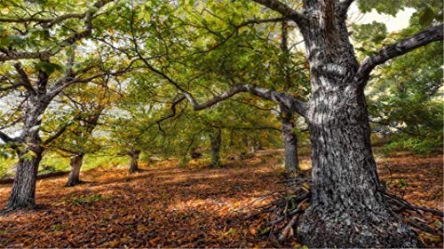 ClassicJP Für Kind Erwachsene Spielzeug Geschenk DIY Spiel Puzzle Wald Alte Bäume Verlässt Puzzle 1000 Stück Puzzles ClassicJP Für Kind Erwachsene Spielzeug Geschenk DIY Spiel Puzzle Wald Alte Bäume Verlässt Puzzle 1000 Stück Puzzles von ClassicJP