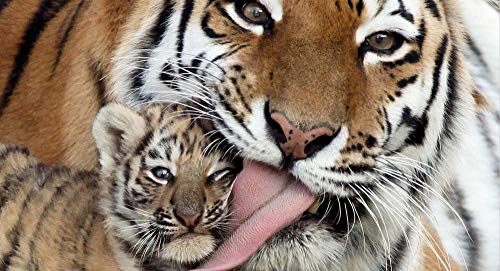 ClassicJP Für Kind Erwachsene Spielzeug Geschenk Puzzle Tiger Tier DIY Spiel Puzzles mit 1000 Teilen ClassicJP Für Kind Erwachsene Spielzeug Geschenk Puzzle Tiger Tier DIY Spiel Puzzles mit 1000 Teilen von ClassicJP