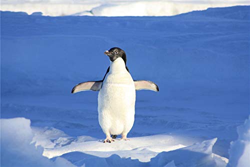 ClassicJP Puzzle 1000 Teile Schließen Sie Herauf Fotografie des Pinguins Auf Schnee Für Erwachsene Kind Über 14 Jahre ClassicJP Puzzle 1000 Teile Schließen Sie Herauf Fotografie des Pinguins Auf Schnee Für Erwachsene Kind Über 14 Jahre von ClassicJP
