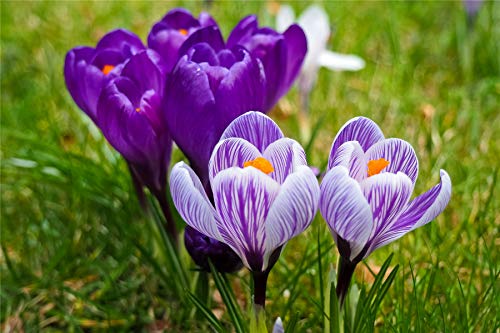 ClassicJP Puzzle Erwachsene Puzzle 1000 Teile Lilane Blumen Für Erwachsene Kinder ClassicJP Puzzle Erwachsene Puzzle 1000 Teile Lilane Blumen Für Erwachsene Kinder von ClassicJP