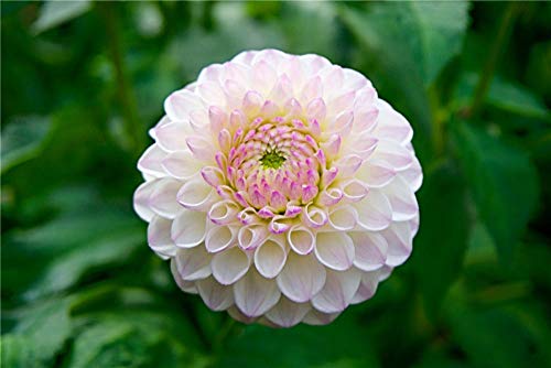 ClassicJP Puzzle Für Erwachsene 1000 Stück Fotografie des Selektiven Fokus Von Rosa Und Weißer Dahlia Flower Spielzeug Hobby Jigsaw ClassicJP Puzzle Für Erwachsene 1000 Stück Fotografie des Selektiven Fokus Von Rosa Und Weißer Dahlia Flower Spielzeug Hobby Jigsaw von ClassicJP