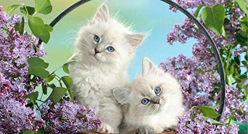 ClassicJP Puzzle Puzzle 1000Teile Weiße Katze Und Purpurrote Blume Für Erwachsene Erwachsene DIY Kunst ClassicJP Puzzle Puzzle 1000Teile Weiße Katze Und Purpurrote Blume Für Erwachsene Erwachsene DIY Kunst von ClassicJP
