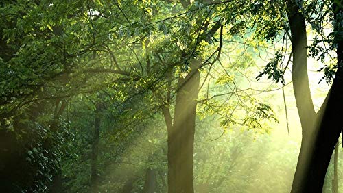 ClassicJP Puzzles 1000 Teile Wald, Baum, Holz, Landschaft, Park, Für Erwachsene Geschenk ClassicJP Puzzles 1000 Teile Wald, Baum, Holz, Landschaft, Park, Für Erwachsene Geschenk von ClassicJP