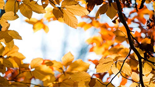 ClassicJP Puzzles 1000 Teile für Erwachsene Yellow Autumn Puzzle für Freund Kind Familie Geburtstagsgeschenk ClassicJP Puzzles 1000 Teile für Erwachsene Yellow Autumn Puzzle für Freund Kind Familie Geburtstagsgeschenk von ClassicJP