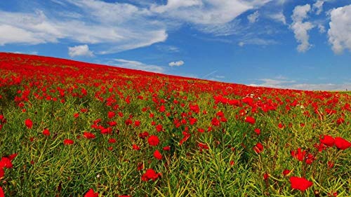 ClassicJP Puzzles 1000 Teile rote Blume Für Erwachsene Kind über 14 Jahre ClassicJP Puzzles 1000 Teile rote Blume Für Erwachsene Kind über 14 Jahre von ClassicJP