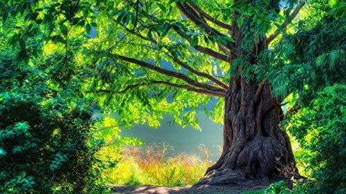 ClassicJP Puzzles 1000-Teiliges Puzzle Green Forest Landscape Grasbäume Für Erwachsene Kinder Ab 14 Jahren von ClassicJP