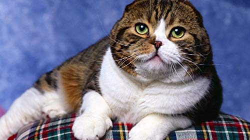 ClassicJP Puzzles Grown Ups Puzzle 1000 Teile Scottish Fold Cat Fotoshooting Für Erwachsene Kinder ClassicJP Puzzles Grown Ups Puzzle 1000 Teile Scottish Fold Cat Fotoshooting Für Erwachsene Kinder von ClassicJP