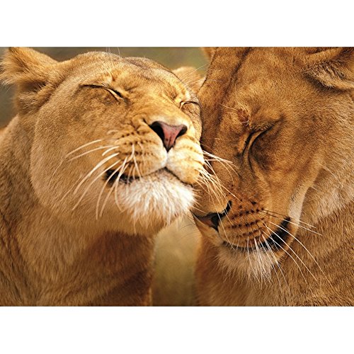 Clementoni 30305.2 - Liebende Löwen Puzzle 500 teile von Clementoni