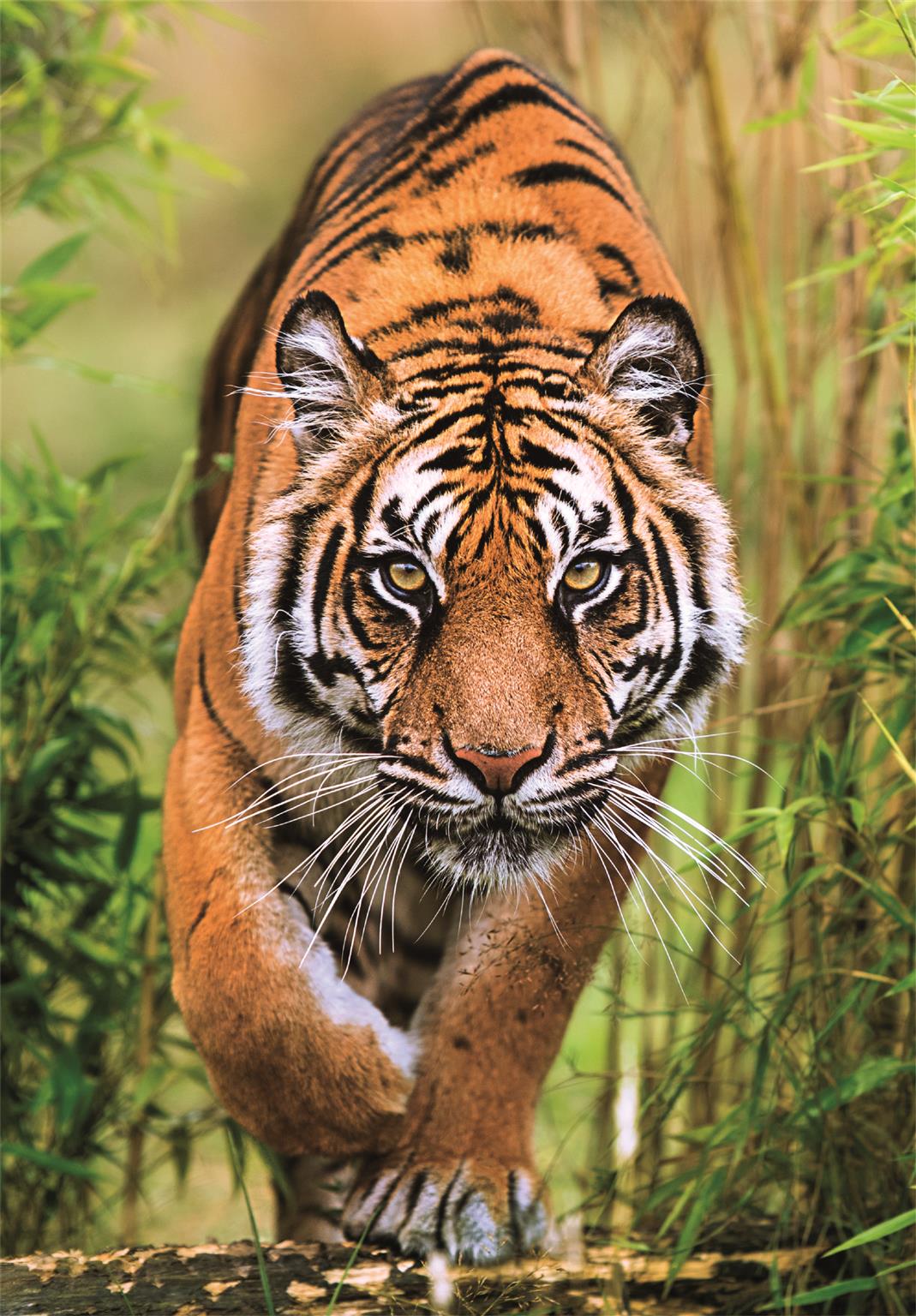 Clementoni Der Pfad des Jägers 1000 Teile Puzzle Clementoni-37108 Clementoni Der Pfad des Jägers 1000 Teile Puzzle Clementoni-37108 von Clementoni