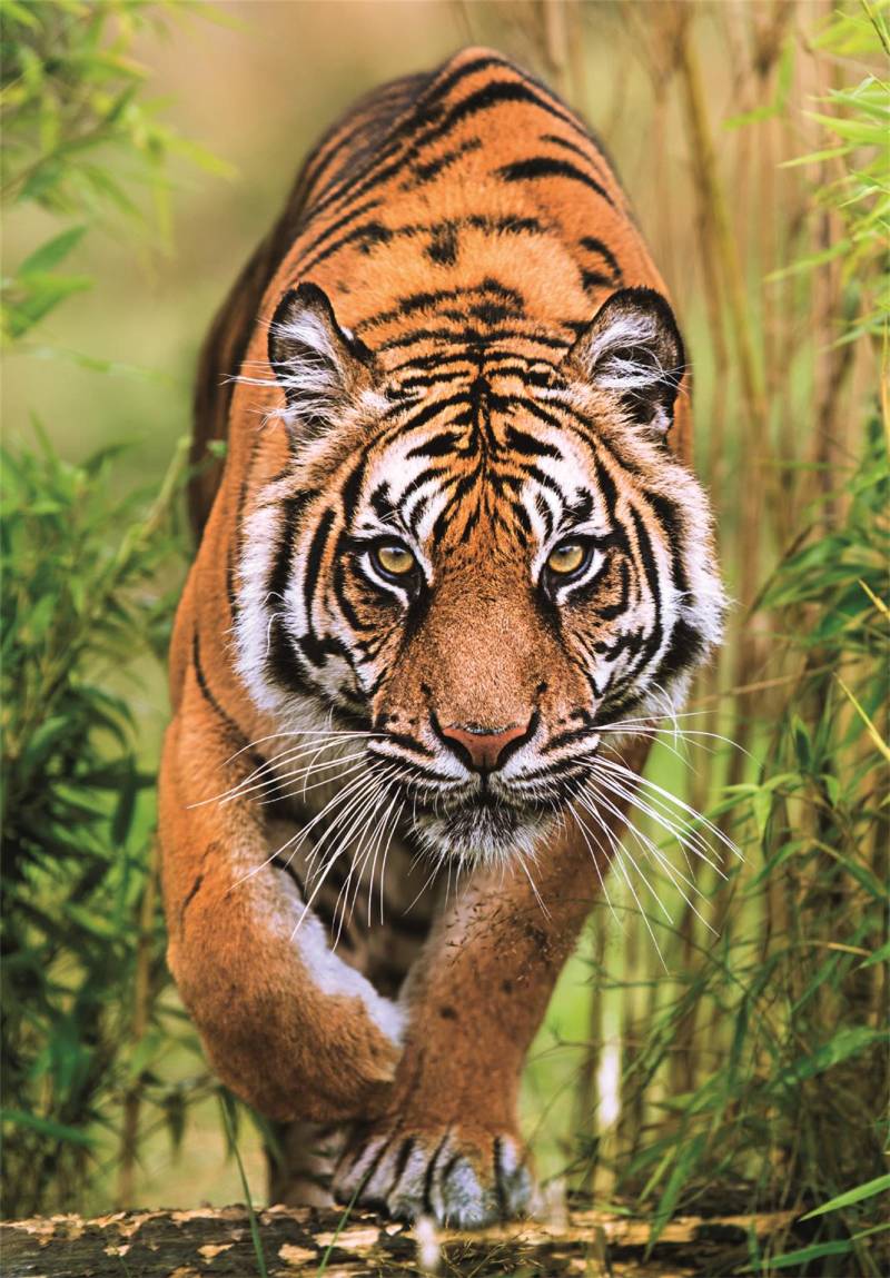 Clementoni Der Pfad des Jägers 1000 Teile Puzzle Clementoni-37108 Clementoni Der Pfad des Jägers 1000 Teile Puzzle Clementoni-37108 von Clementoni