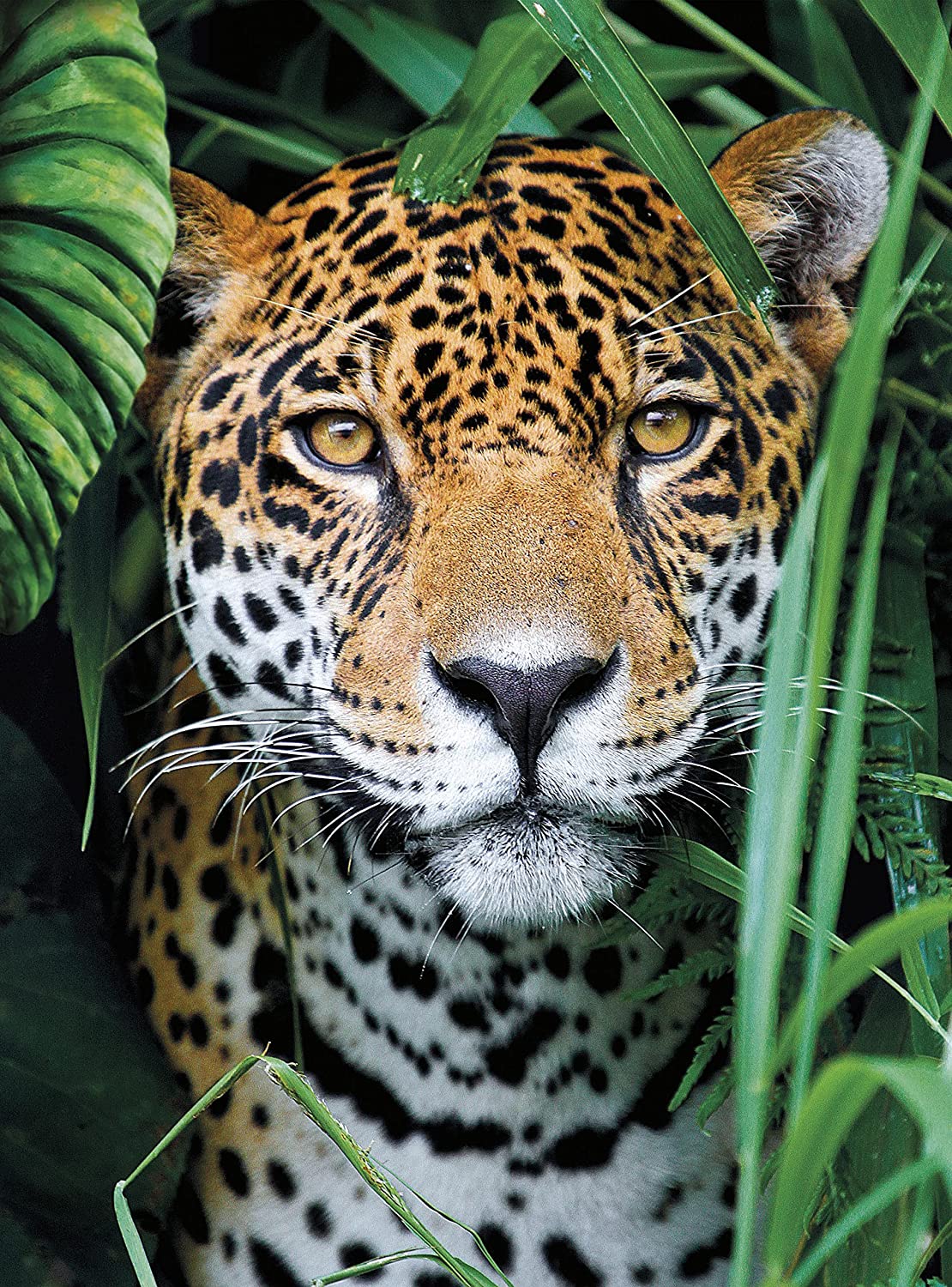Clementoni Jaguar in The Jungle 500 Teile Puzzle Clementoni-35541 Clementoni Jaguar in The Jungle 500 Teile Puzzle Clementoni-35541 von Clementoni