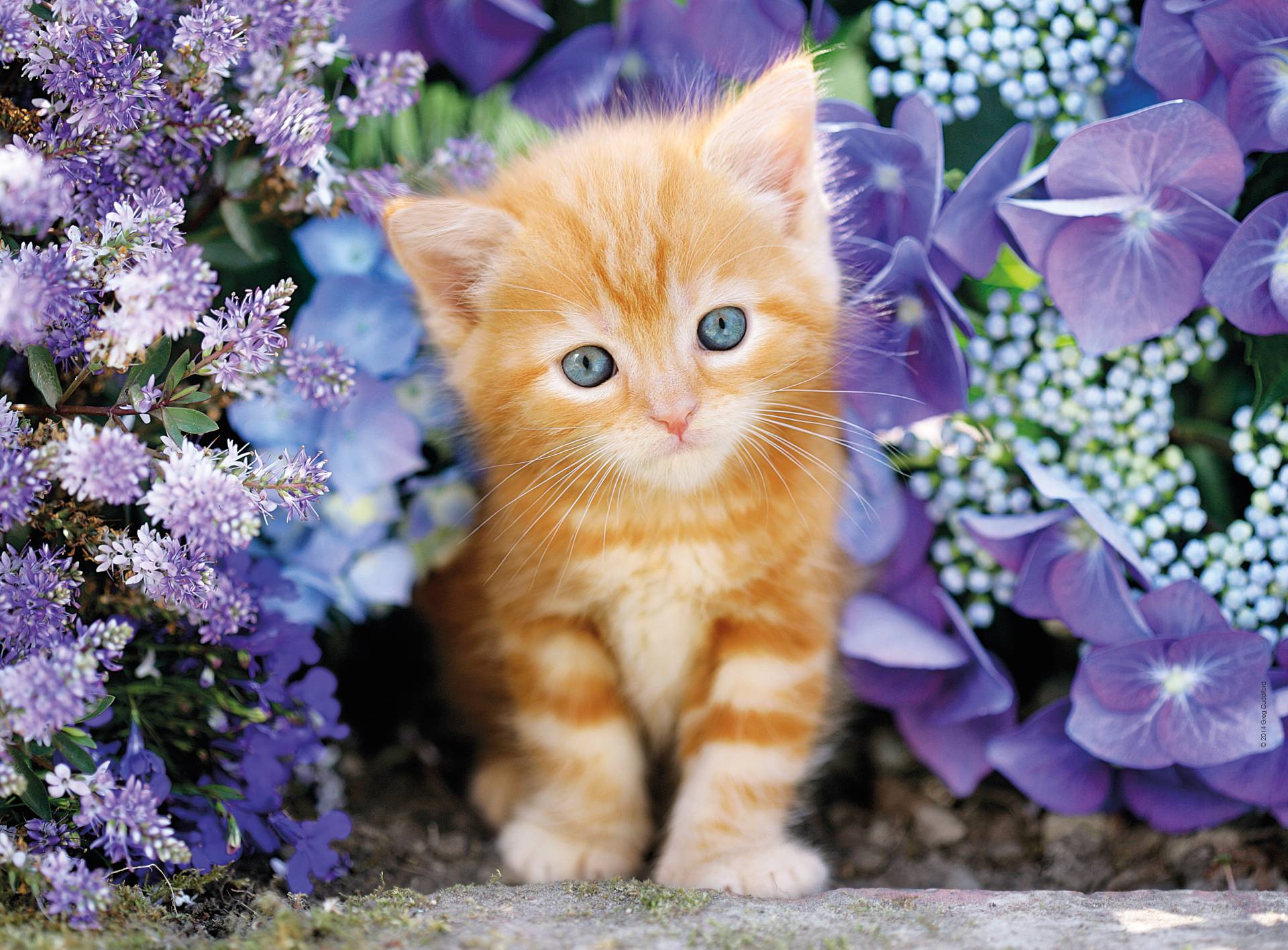 Clementoni Katze Im Blumenmeer 500 Teile Puzzle Clementoni-30415 Clementoni Katze Im Blumenmeer 500 Teile Puzzle Clementoni-30415 von Clementoni