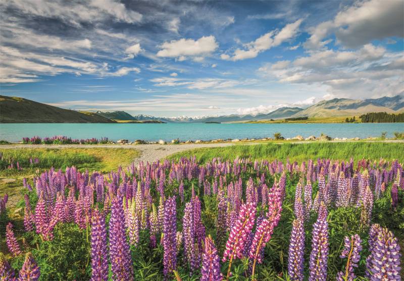 Clementoni Lupine Am Lake Tekapo 1500 Teile Puzzle Clementoni-31731 von Clementoni