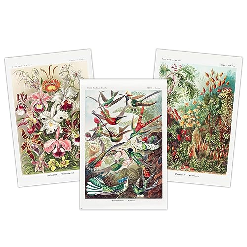 3er Set Poster Ernst Haeckel - Kunstformen der Natur - 61 x 91,5 cm - Venusblumen, Kolibris, Laubmoose von Close Up