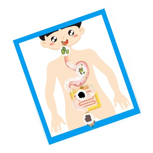 Menschliches Verdauungsorganmodell, Klassenzimmer, Lernwerkzeug, Verdauungsorgan, Anatomie, Poster, Modell für Kinder, Schüler ab 6 Jahren Menschliches Verdauungsorganmodell, Klassenzimmer, Lernwerkzeug, Verdauungsorgan, Anatomie, Poster, Modell für Kinder, Schüler ab 6 Jahren von Cnrfeoap