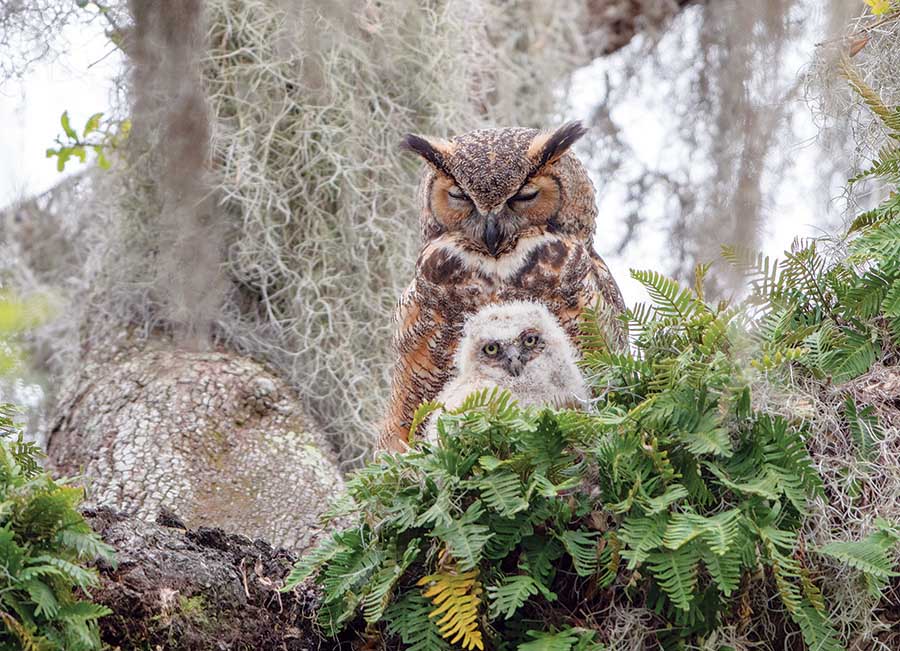 Cobble Hill Great Horned Owl 1000 Teile Puzzle Cobble-Hill-40176 Cobble Hill Great Horned Owl 1000 Teile Puzzle Cobble-Hill-40176 von Cobble Hill