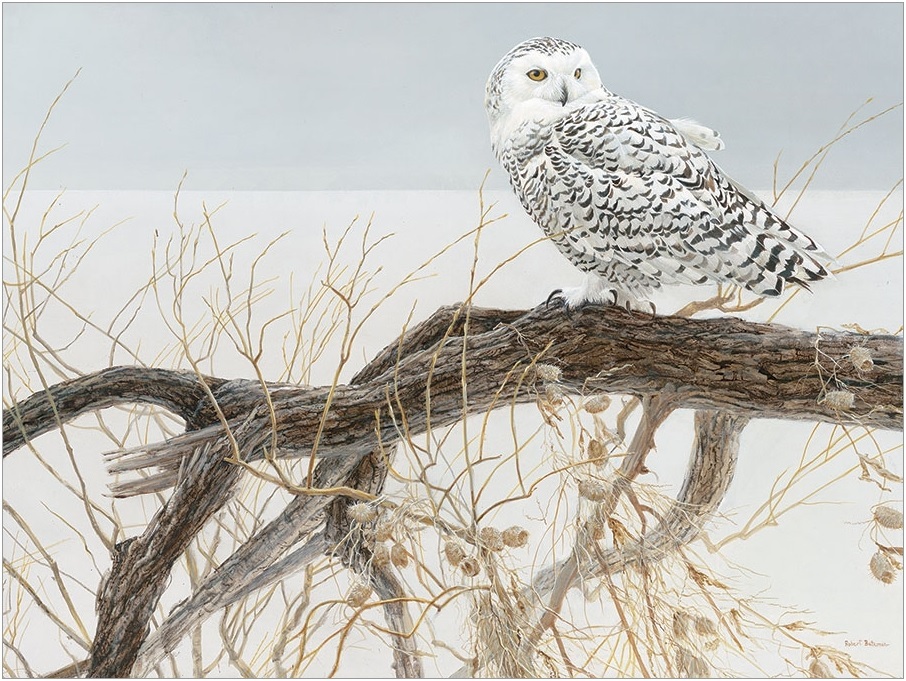 Cobble Hill XXL Teile - Fallen Willow Snowy Owl 500 Teile Puzzle Cobble-Hill-45050 Cobble Hill XXL Teile - Fallen Willow Snowy Owl 500 Teile Puzzle Cobble-Hill-45050 von Cobble Hill