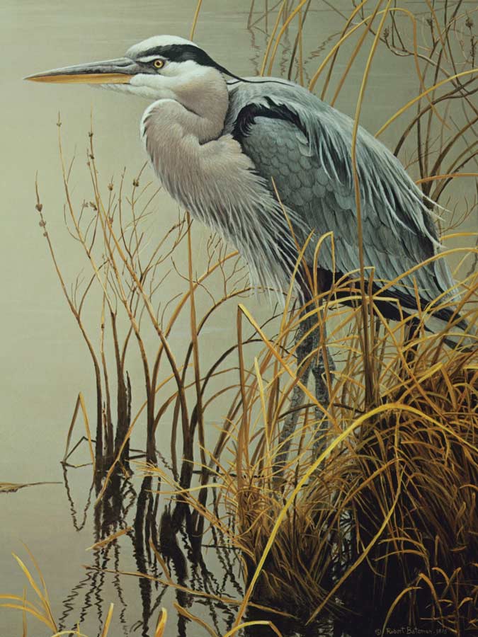 Cobble Hill XXL Teile - Great Blue Heron 500 Teile Puzzle Cobble-Hill-45049 Cobble Hill XXL Teile - Great Blue Heron 500 Teile Puzzle Cobble-Hill-45049 von Cobble Hill
