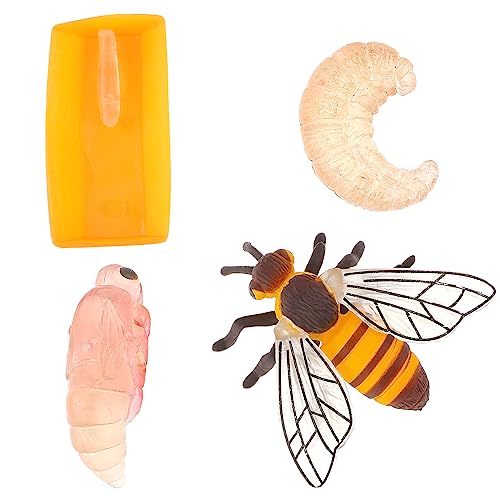 cobee Lebenszyklus Figuren von Schmetterlingen, 4 STÜCKE Tierlebens Wachstumszyklus Modell Realistische Tierfiguren Insektenerziehung Wachstumsstadium Modell Kunststoff Insektenkäfer (Honigbiene) von cobee