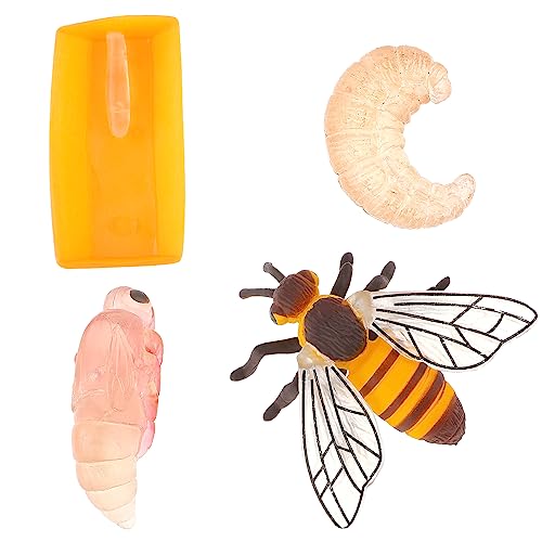 cobee Lebenszyklus Figuren von Schmetterlingen, 4 STÜCKE Tierlebens Wachstumszyklus Modell Realistische Tierfiguren Insektenerziehung Wachstumsstadium Modell Kunststoff Insektenkäfer (Honigbiene) von Cobee