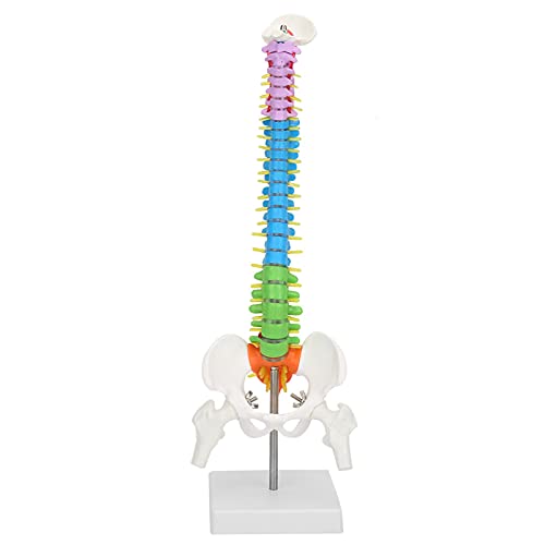 Codiertes PVC Menschliches Wirbelsäulenmodell Neue Farbige Lebensgröße Flexibler Anatomisches Menschliches Skelett Wirbelsäulenmodell mit Becken Femur 45 Cm von Cocoarm