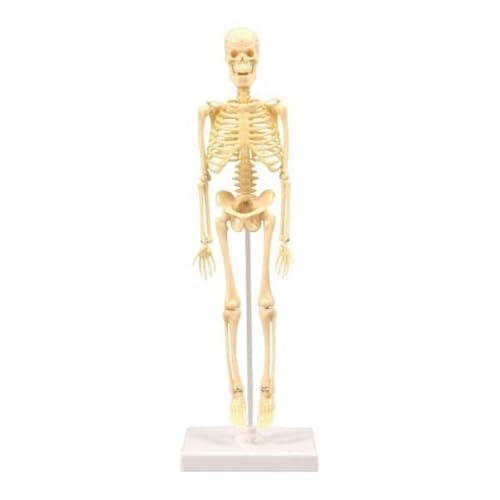 Colcolo Anatomisches Skelettmodell für die Lehre der Körperanatomie von Colcolo