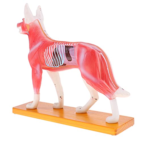Colcolo Hunde Akupunktur Anatomisches Modell Bildungsmodell Schullaborbedarf von Colcolo