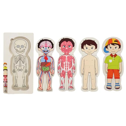 Colcolo Menschlicher Körper Holzpuzzle Lernen Körperteile Holzspielzeug Lernspielzeug Körperorganbewusstsein für Kinder Klassenzimmer Vorschulkinder, Junge von Colcolo
