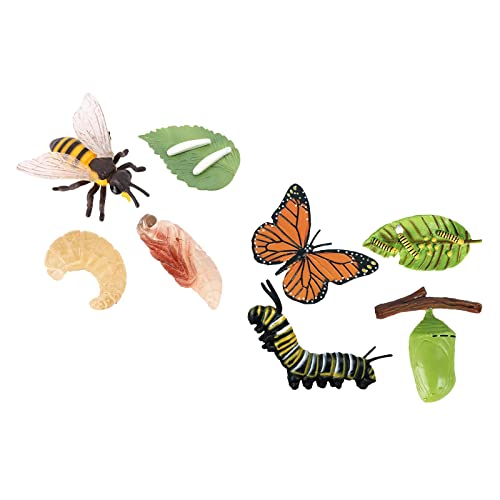 Colcolo Plastische Simulation der Natur: Insektenwachstum für Kinder - Biologie Spielzeug von Colcolo