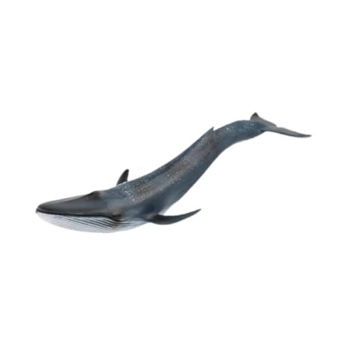 Colcolo Simulationswale Modellfiguren Sammlige Figuren wissenschaftliche Bildungsspielzeug Marine Life Model Tierfiguren für Kinder Colcolo Simulationswale Modellfiguren Sammlige Figuren wissenschaftliche Bildungsspielzeug Marine Life Model Tierfiguren für Kinder von Colcolo