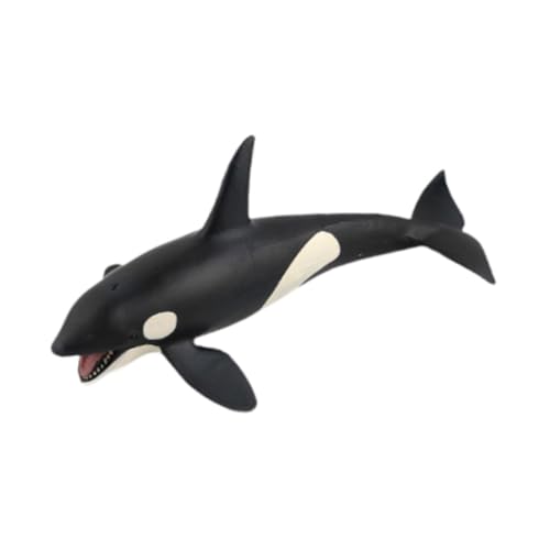 Colcolo Simulationswale Modellfiguren Sammlige Figuren wissenschaftliche Bildungsspielzeug Marine Life Model Tierfiguren für Kinder Colcolo Simulationswale Modellfiguren Sammlige Figuren wissenschaftliche Bildungsspielzeug Marine Life Model Tierfiguren für Kinder von Colcolo