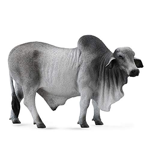 Collecta 88579 Grey Polled Brahman Bull Tierspielzeug, Grau, 5.3" L x 3.3" H von Collecta