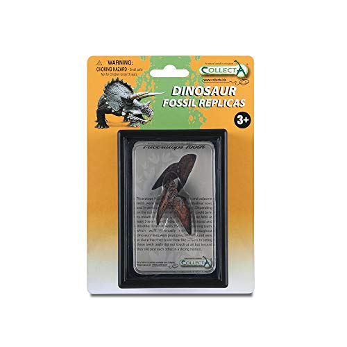 Collecta Triceratops Zahn Box Set von Collecta