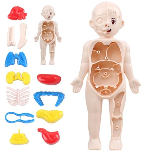 Menschliches Körpermodell für Kinder, 7 Zoll abnehmbares menschliches Körpermodell, Kinder Anatomiespielzeug, menschliches Körper Skelett Organe Model Kits, STEM -Bildungsspielzeug für Jungen Mädchen Menschliches Körpermodell für Kinder, 7 Zoll abnehmbares menschliches Körpermodell, Kinder Anatomiespielzeug, menschliches Körper Skelett Organe Model Kits, STEM -Bildungsspielzeug für Jungen Mädchen von Comebachome