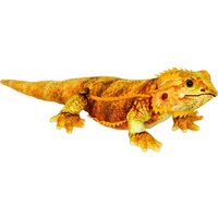 Bartagame - Nature Zoom Wild Bartagame - Nature Zoom Wild von Coppenrath Verlag GmbH & Co. KG
