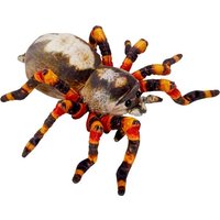 Spinne - Nature Zoom Wild Spinne - Nature Zoom Wild von Coppenrath Verlag